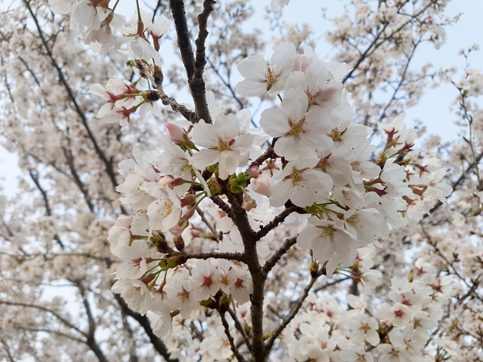 Samsung Galaxy S7 Edge sample photo. Cherry blossom, wood, cherry photography