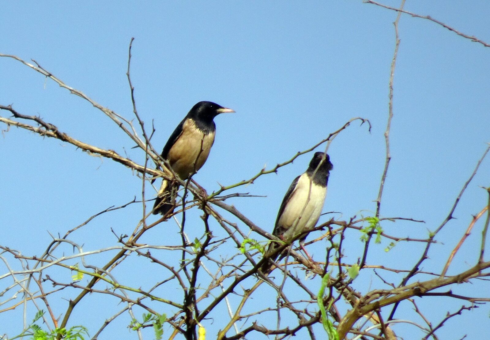 Sony Cyber-shot DSC-HX90V sample photo. Bird, rosy pastor, rosy photography