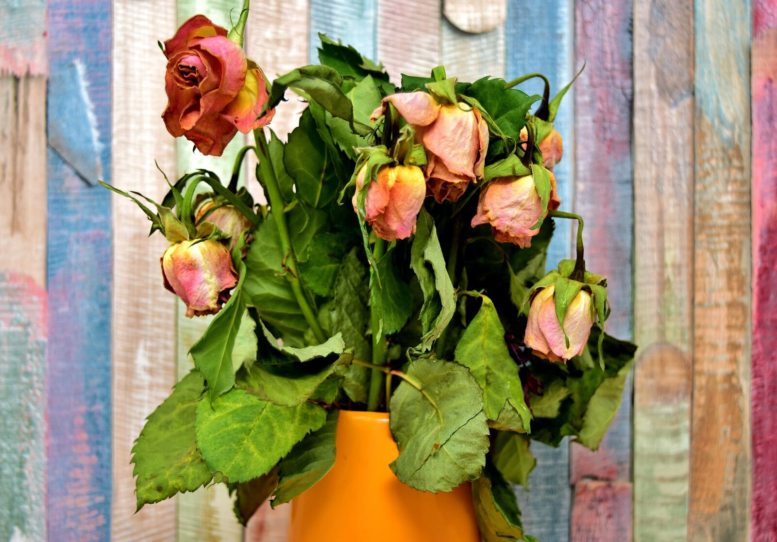 Nikon D7200 sample photo. Roses, flowers, withered photography