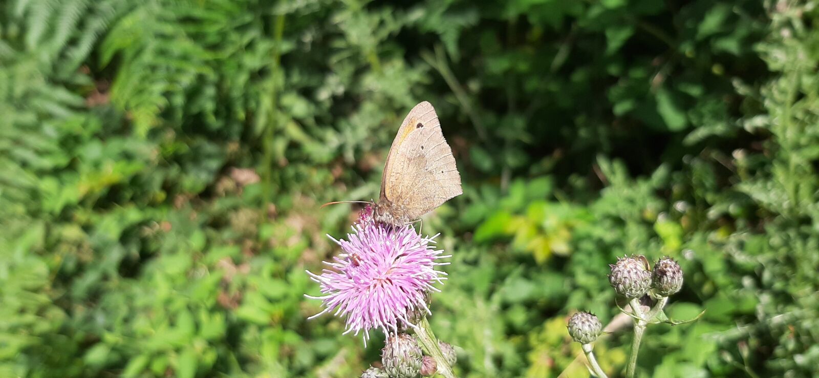 Samsung Galaxy A50 sample photo. Summer, butterfly, thistle photography