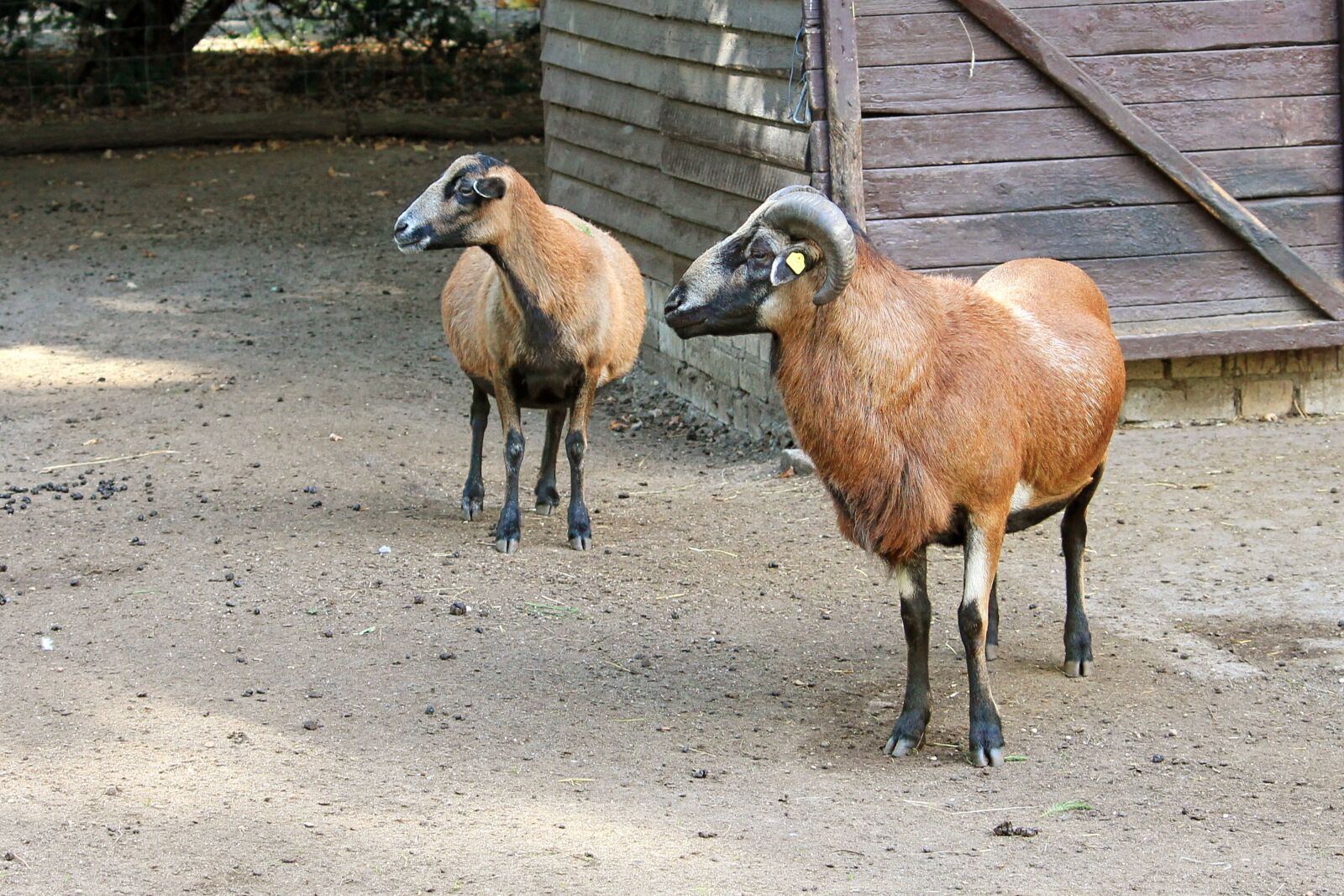 Canon EF-S 55-250mm F4-5.6 IS II sample photo. Bock, mutton, horn photography