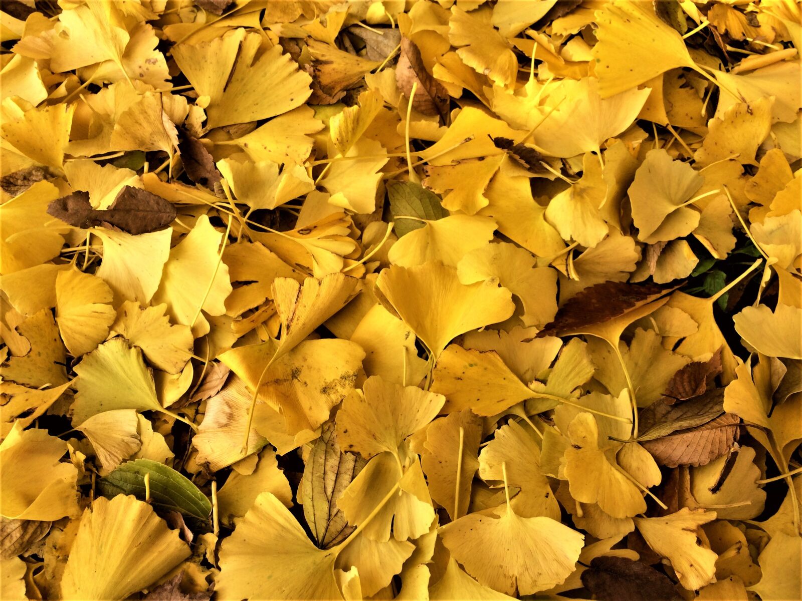 iPhone 5s back camera 4.15mm f/2.2 sample photo. Maidenhair tree, gingko tree photography