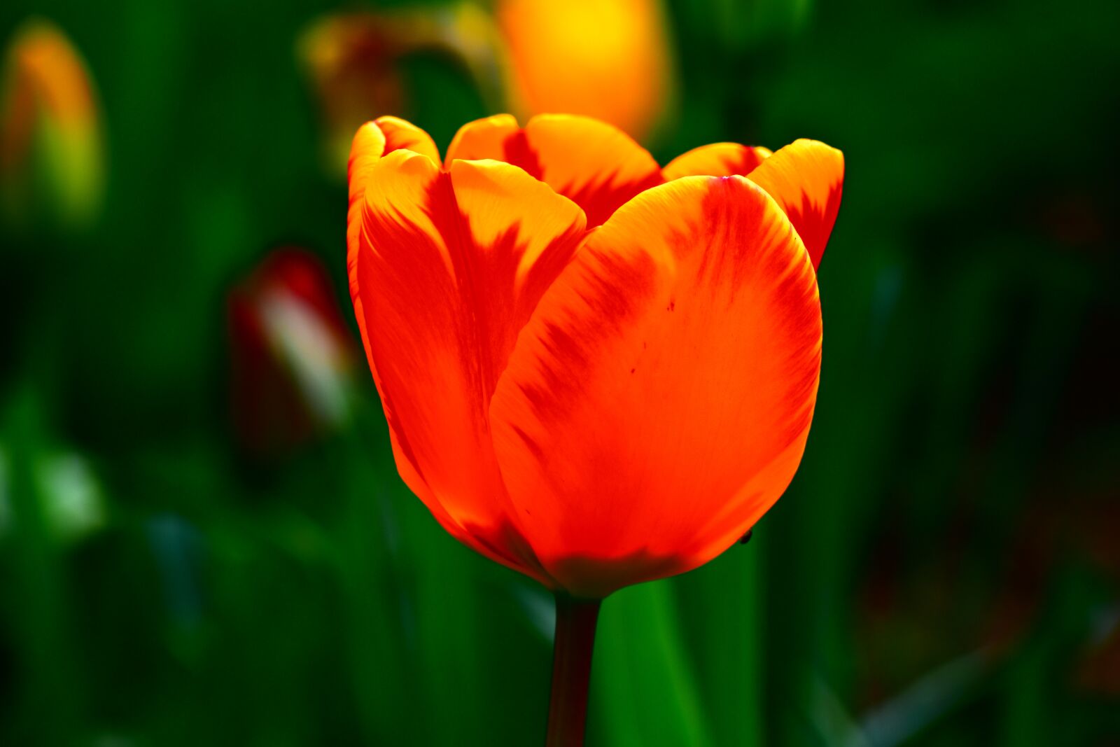 Nikon D5500 sample photo. Flower, tulip, color photography