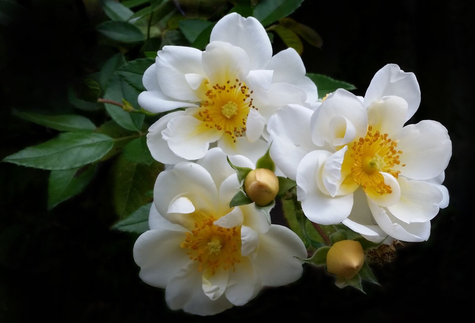 Samsung Galaxy S5 sample photo. Flowers, white, roses photography