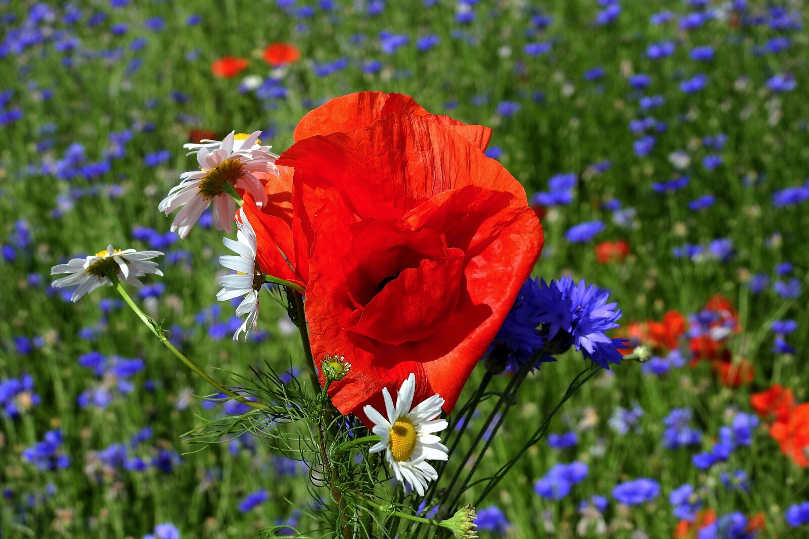 Nikon Coolpix P900 sample photo. Field, flowers, landscape photography