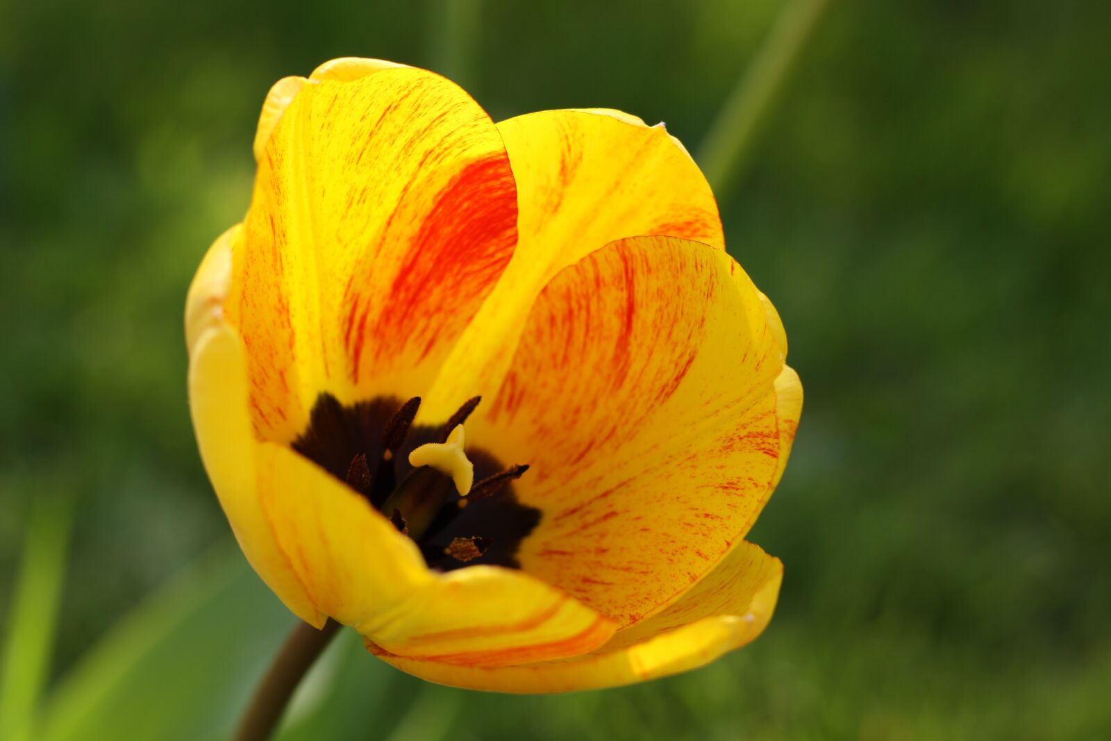 Canon EOS 50D sample photo. Tulip, spring flowers, yellow photography
