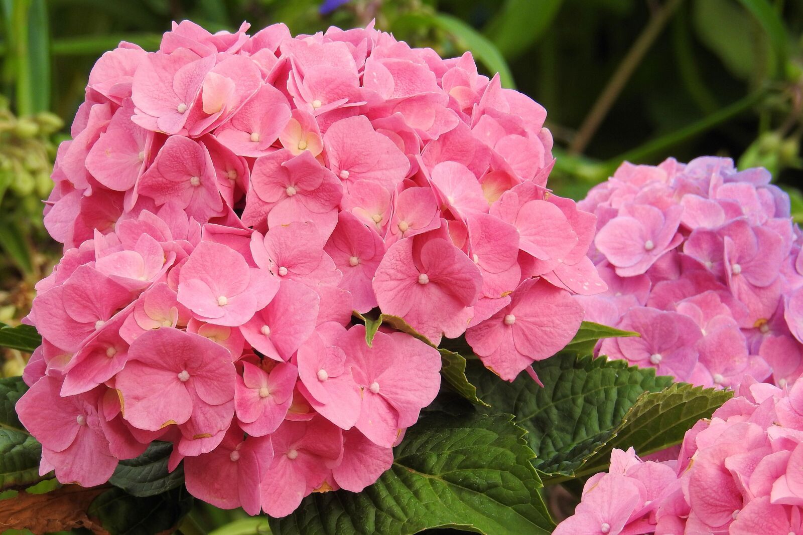 Nikon Coolpix P900 sample photo. Hydrangeas, flowers, pink photography