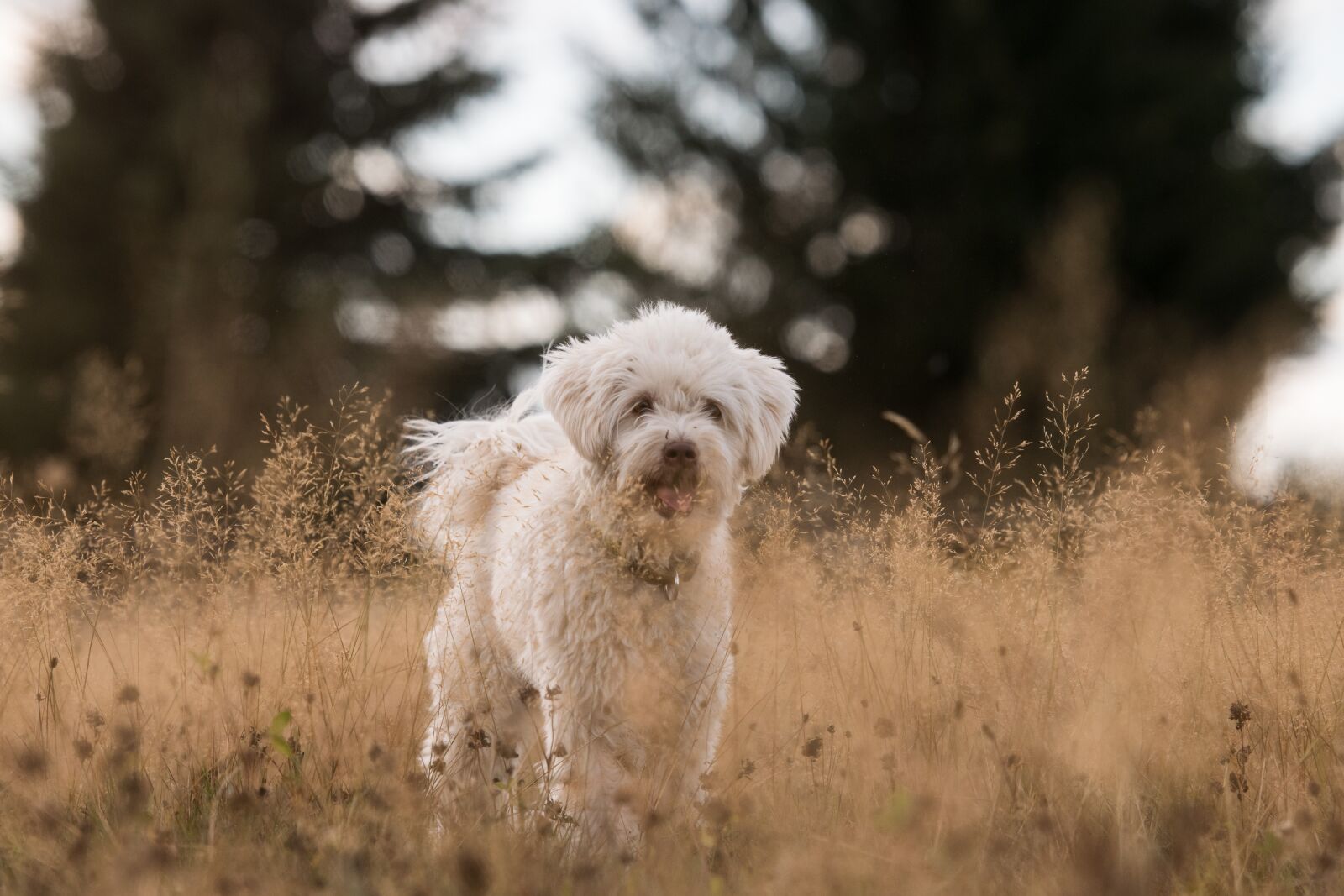 Nikon D3300 sample photo. Dog, grass, field photography
