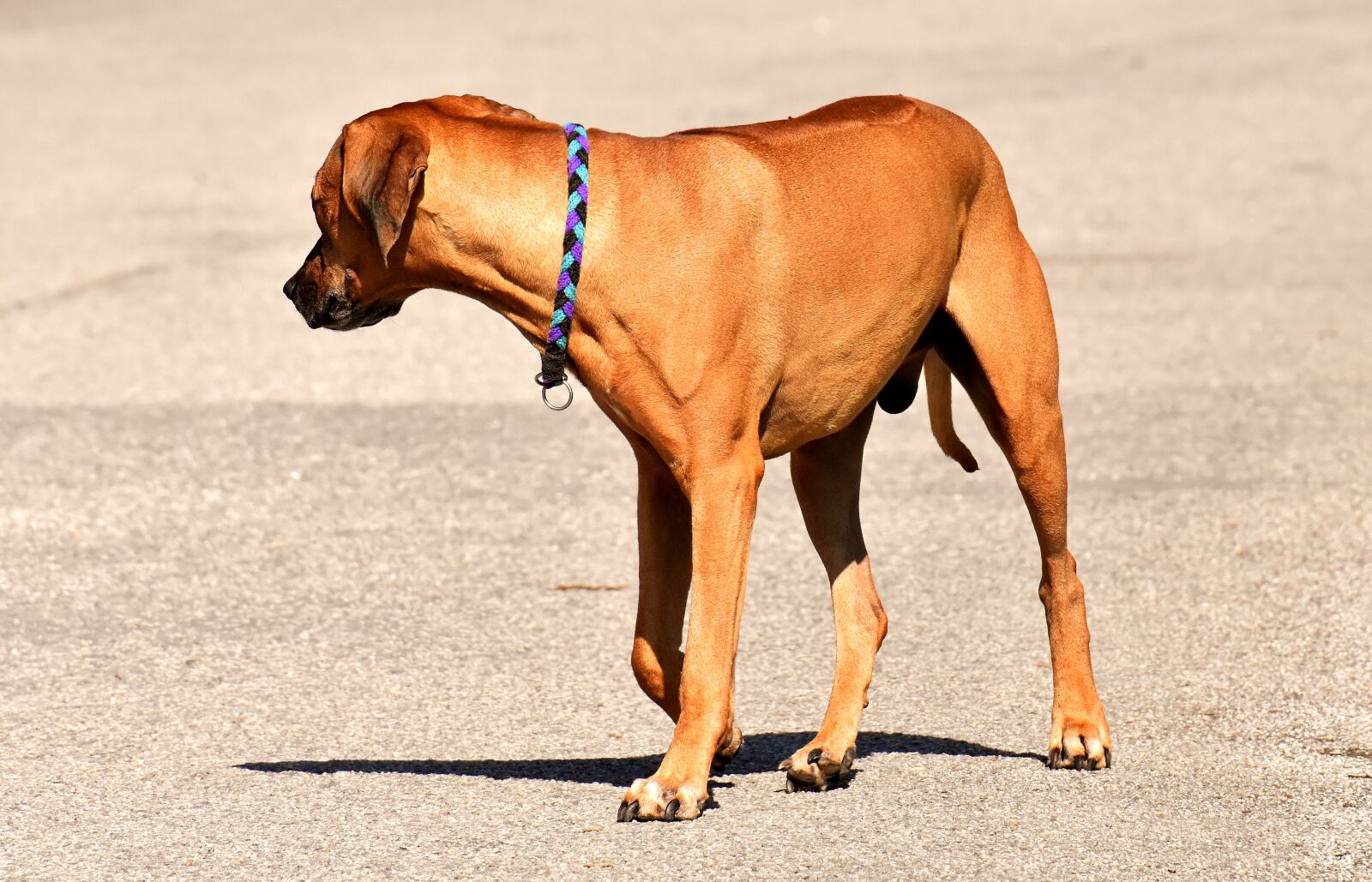 Nikon D7200 sample photo. Dog, pet, park photography
