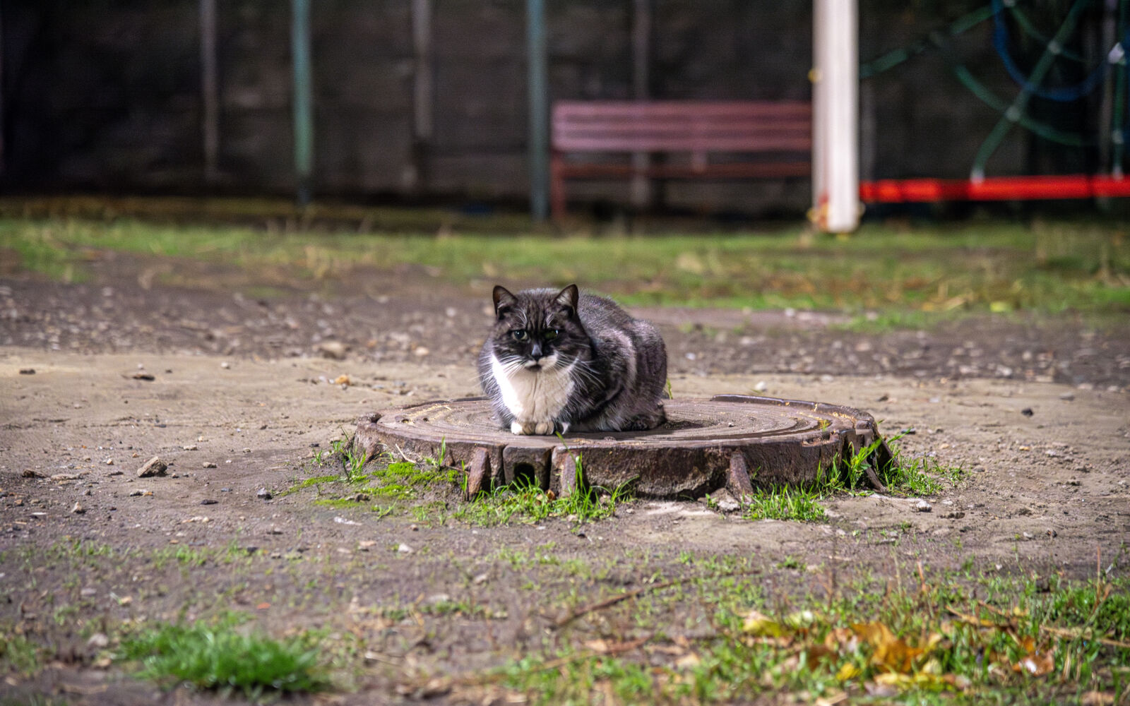 Nikon D750 sample photo