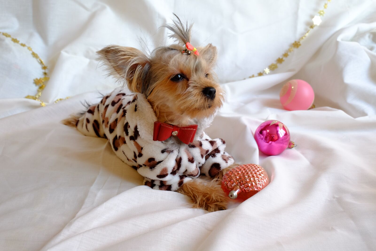 Fujifilm X-M1 sample photo. Dog, new year's eve photography