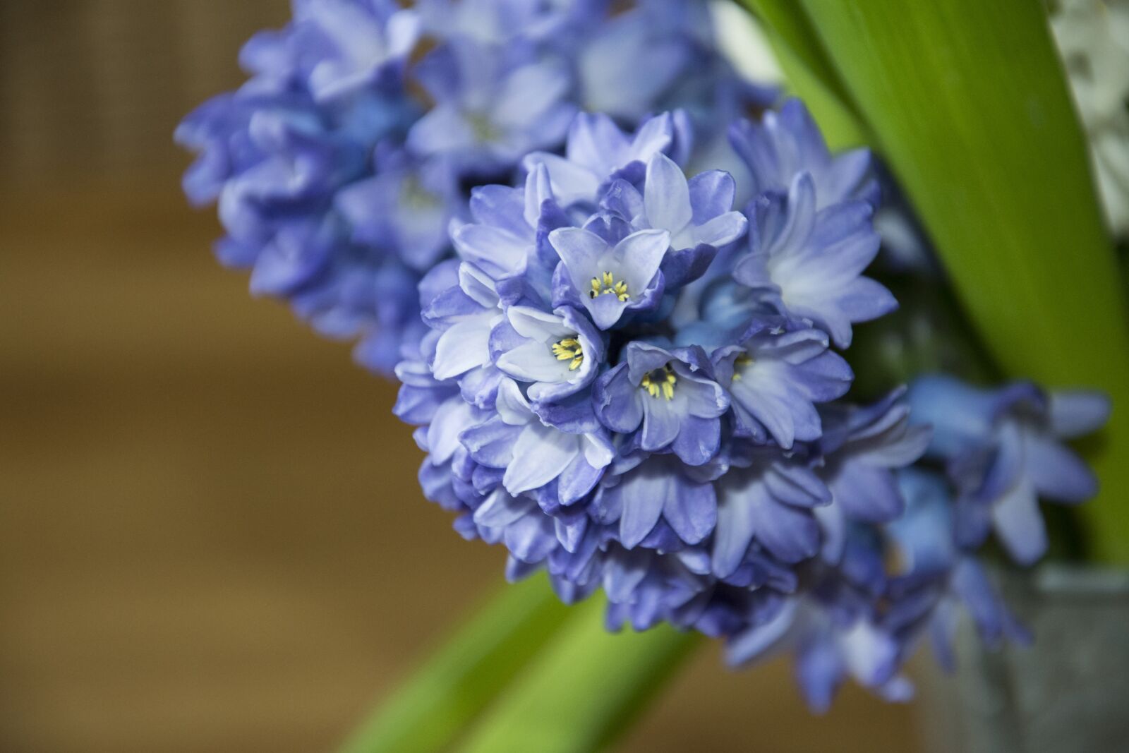 Nikon D7200 sample photo. Hyacinth, spring, flower photography