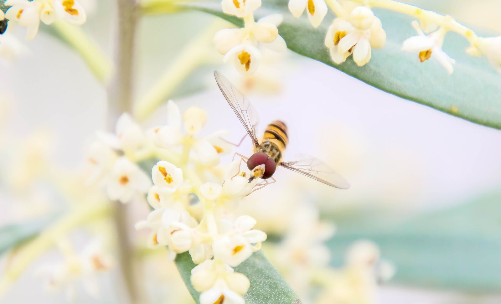 Canon EOS 70D sample photo. Insect, hoverfly, fly photography