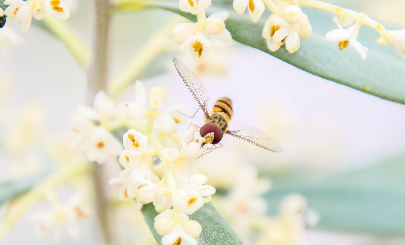 Canon EOS 70D + Tamron 16-300mm F3.5-6.3 Di II VC PZD Macro sample photo. Insect, hoverfly, fly photography