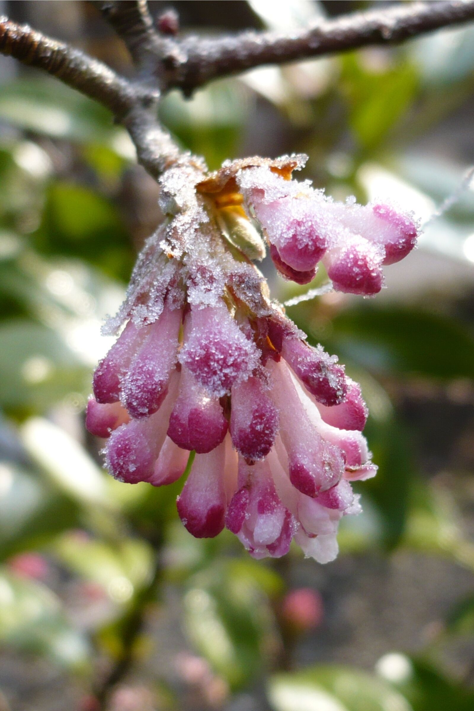Panasonic DMC-FX12 sample photo. Flower, frozen, hoarfrost photography