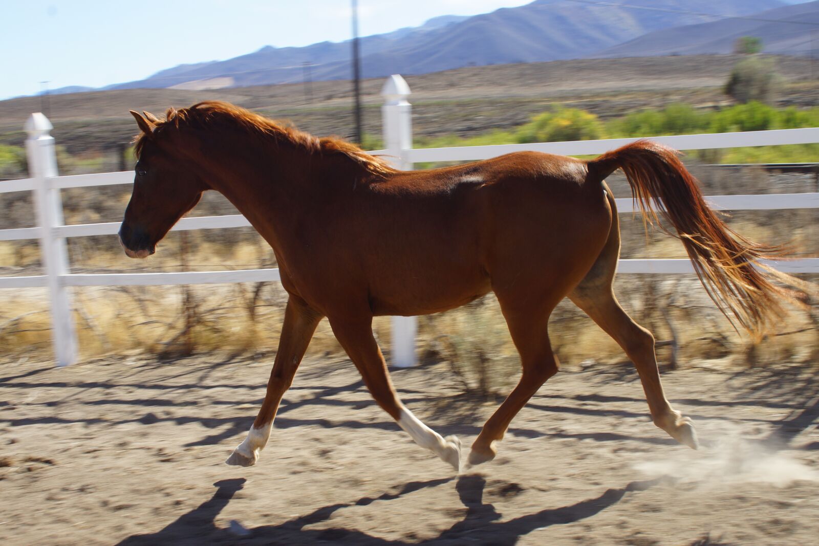 Sony SLT-A77 sample photo. Horse, arabian, stallion photography