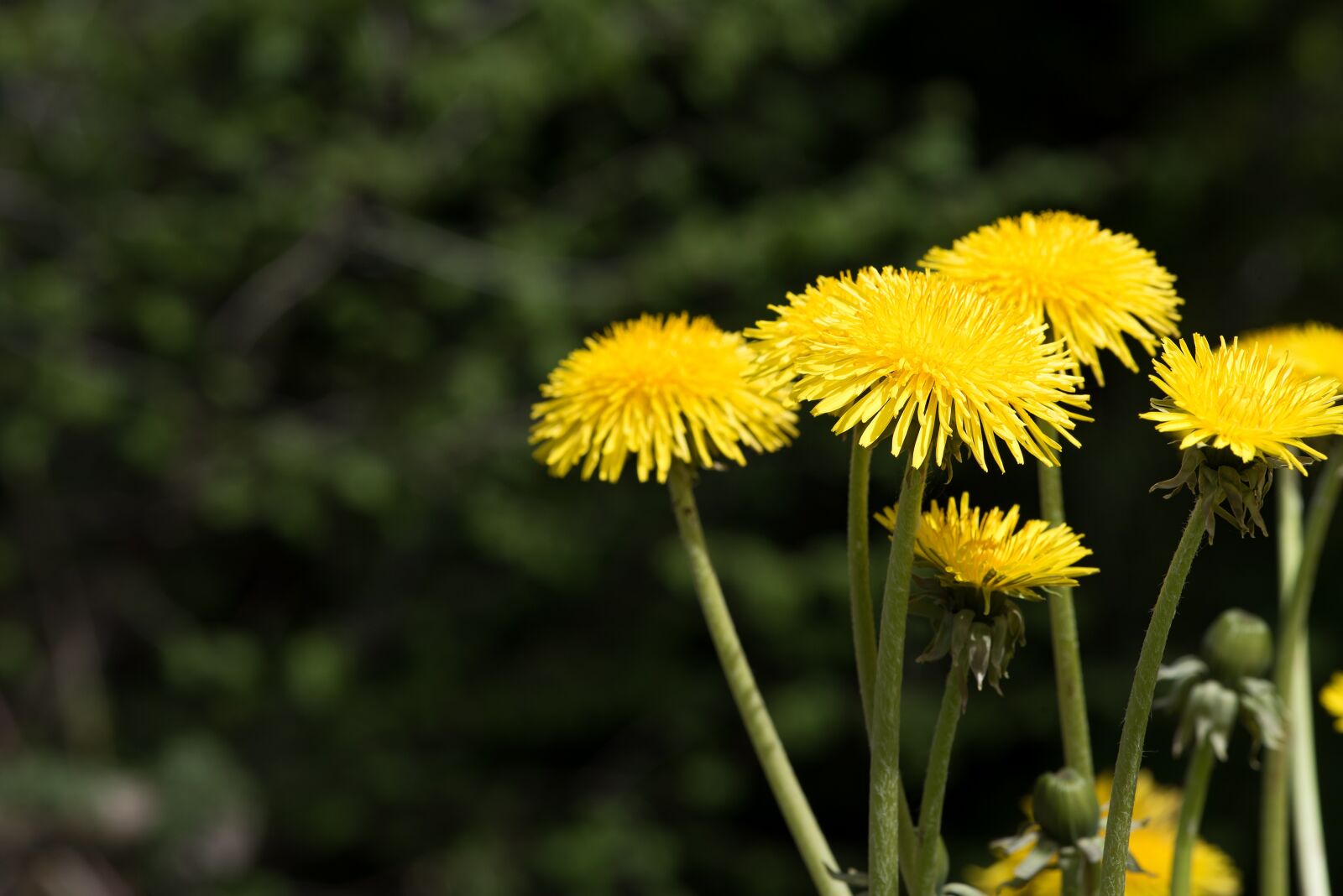 Nikon D750 sample photo. Dandelion, yellow, yellow flower photography