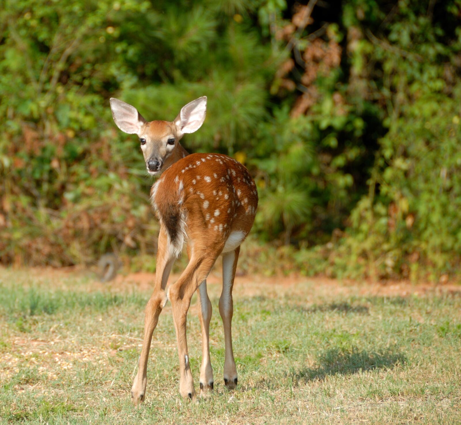 Nikon D200 sample photo. Fawn, deer, animal photography