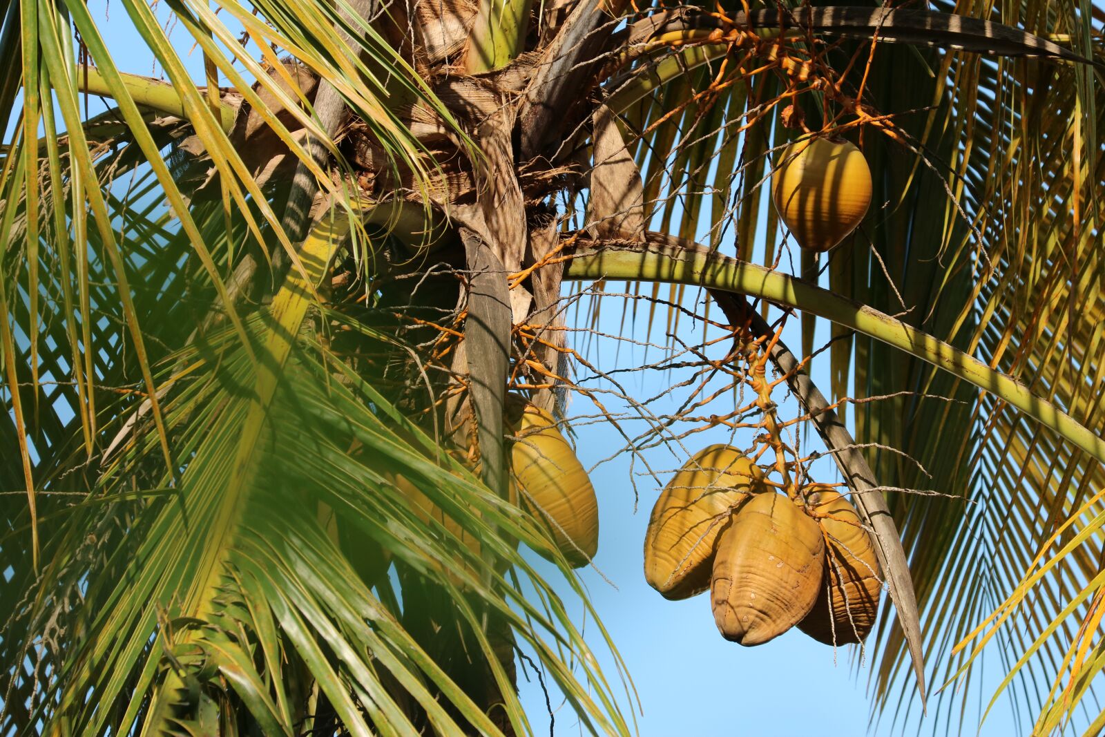 Canon EOS 750D (EOS Rebel T6i / EOS Kiss X8i) sample photo. Coconut tree, coco, plant photography