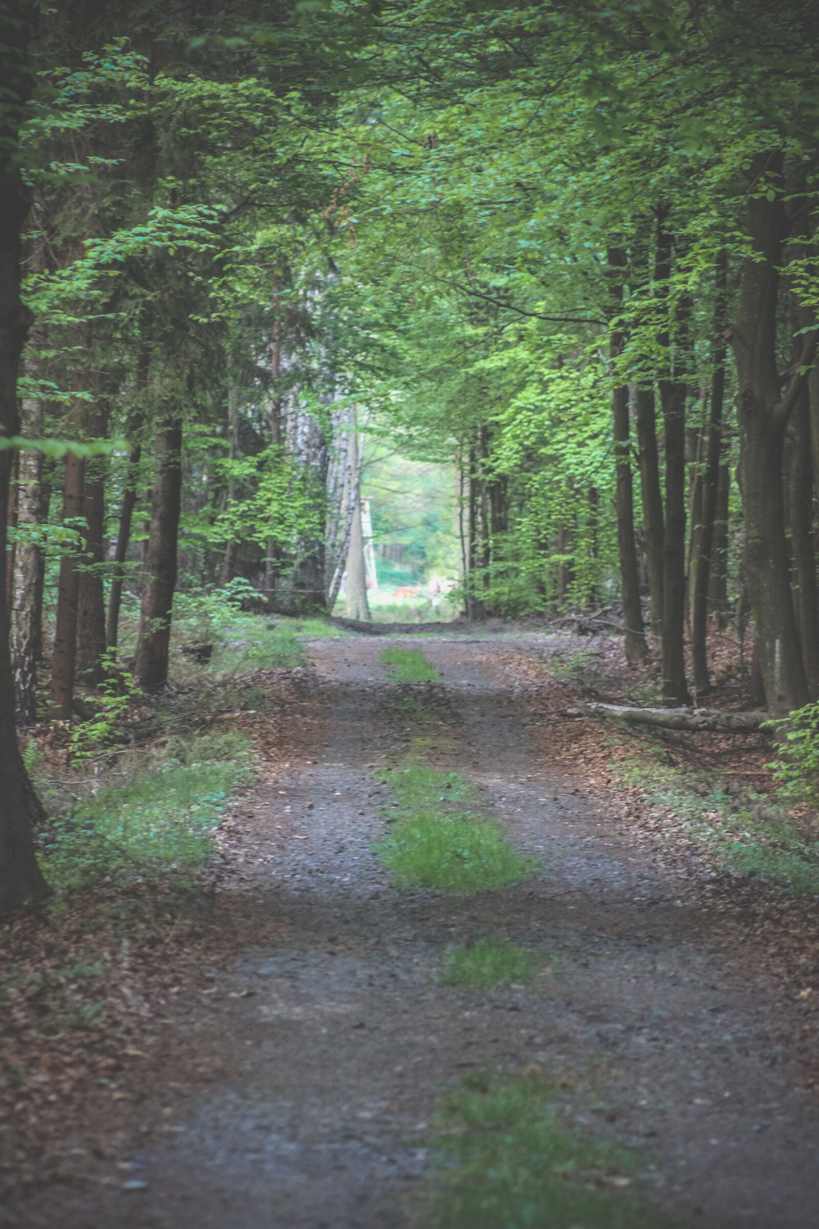 Canon EF75-300mm f/4-5.6 sample photo. Forest, nature, landscape photography