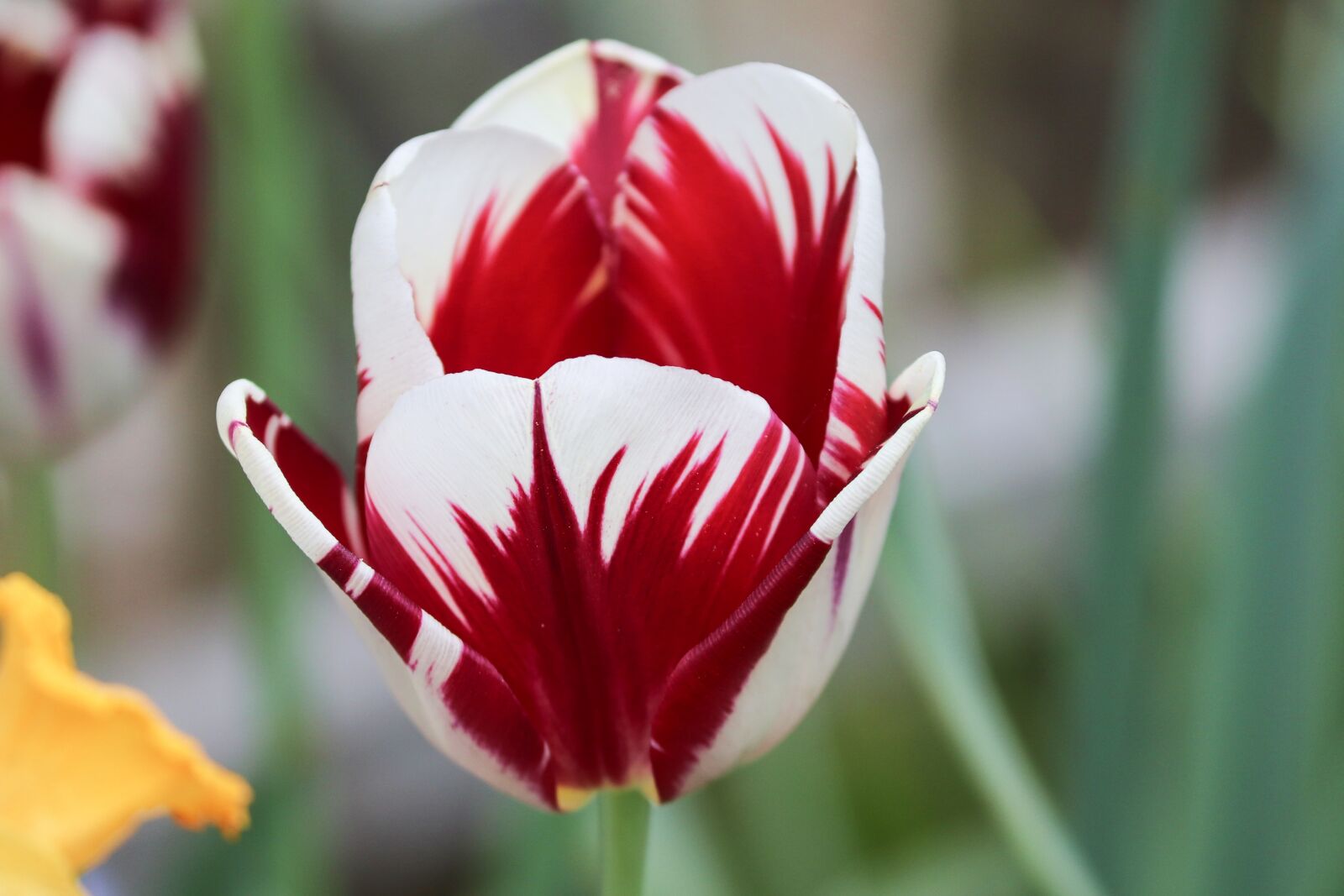 Canon EOS 200D (EOS Rebel SL2 / EOS Kiss X9) sample photo. Tulip, red, white photography