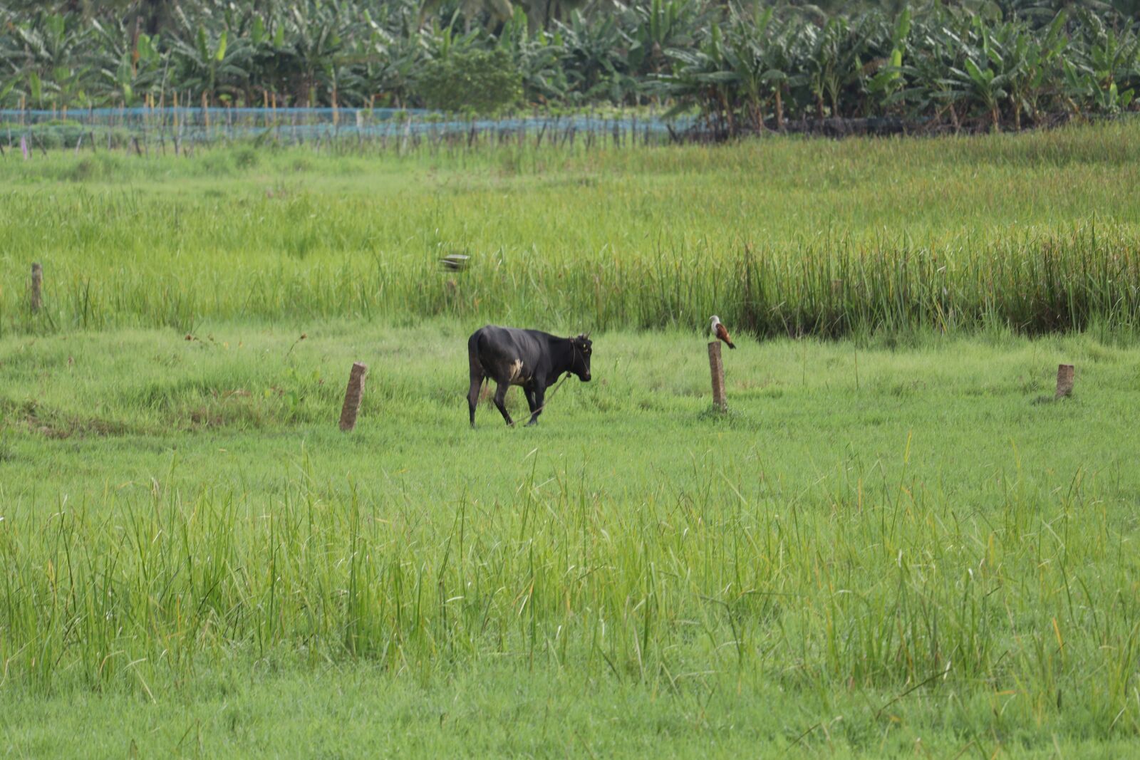 Canon EOS 250D (EOS Rebel SL3 / EOS Kiss X10 / EOS 200D II) sample photo. Nature, landscape, field photography