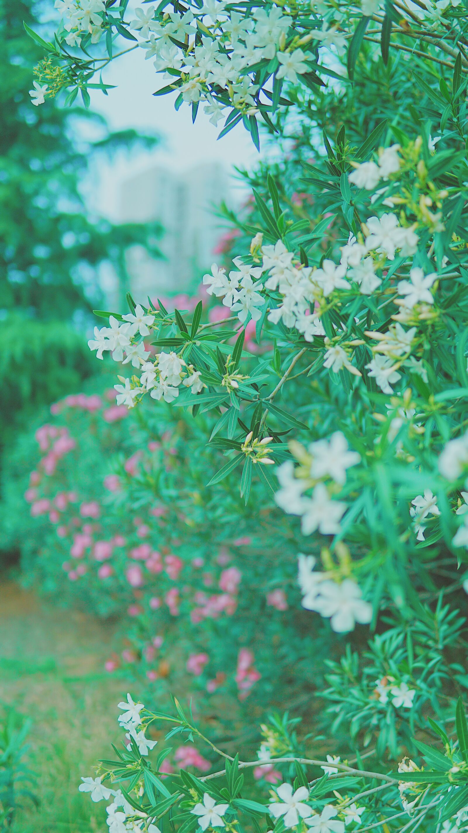 30mm F1.4 DC DN | Contemporary 016 sample photo. Flowers, green leaf, beautiful photography