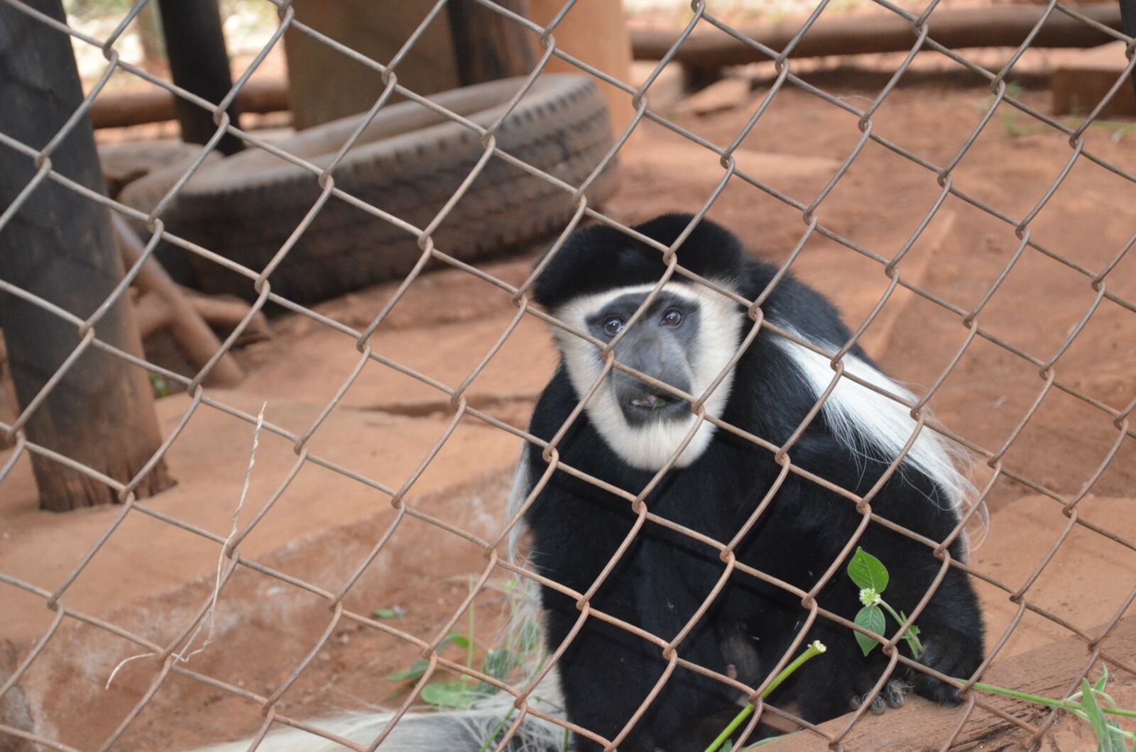 Nikon D5100 sample photo. Monkey, chimp, gorilla photography