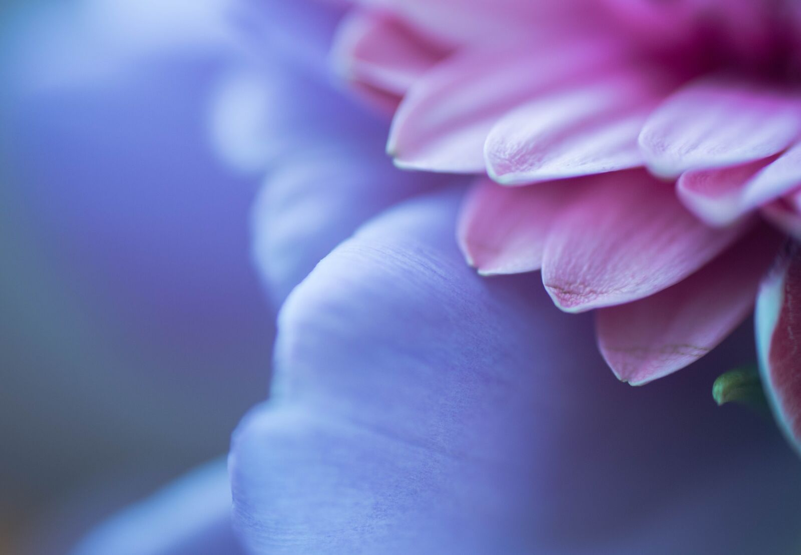 Nikon D3200 sample photo. Macro, purple, flower photography