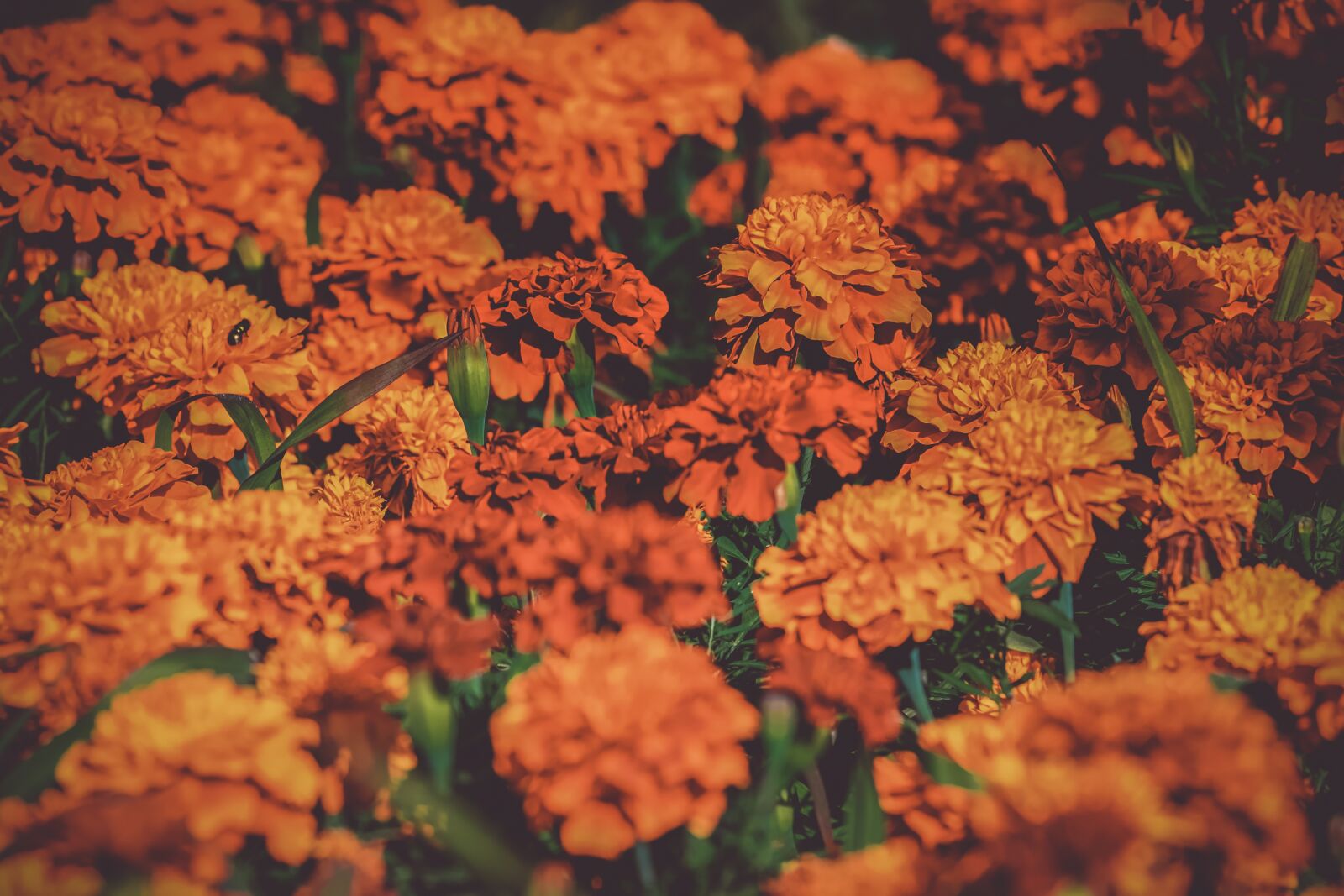 Fujifilm XF 55-200mm F3.5-4.8 R LM OIS sample photo. Marigold, bloom, nature photography