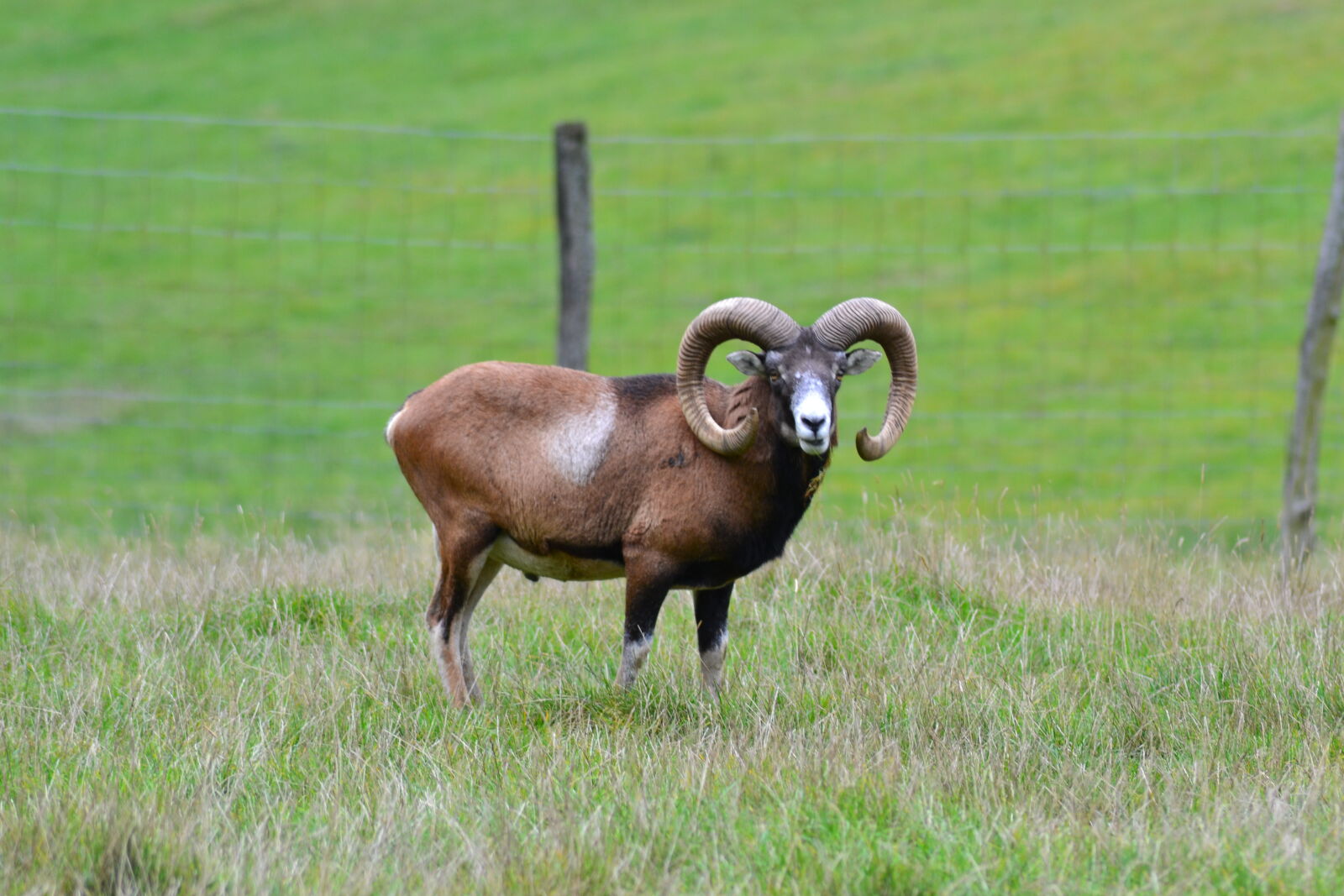 Nikon D3100 sample photo. Animal, park, buck, horns photography