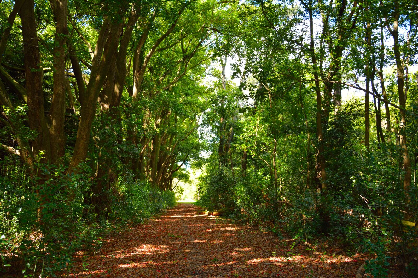 Nikon D7100 sample photo. Trail, autumn, landscape photography