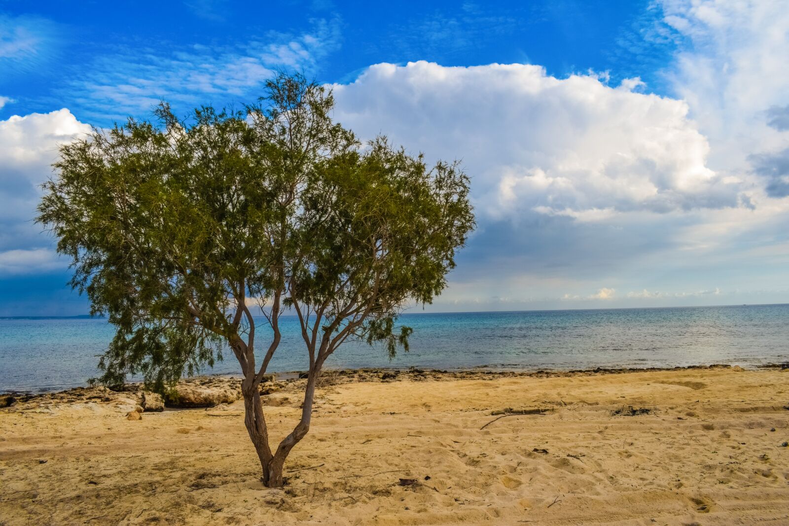 Nikon D3300 sample photo. Tree, beach, sea photography