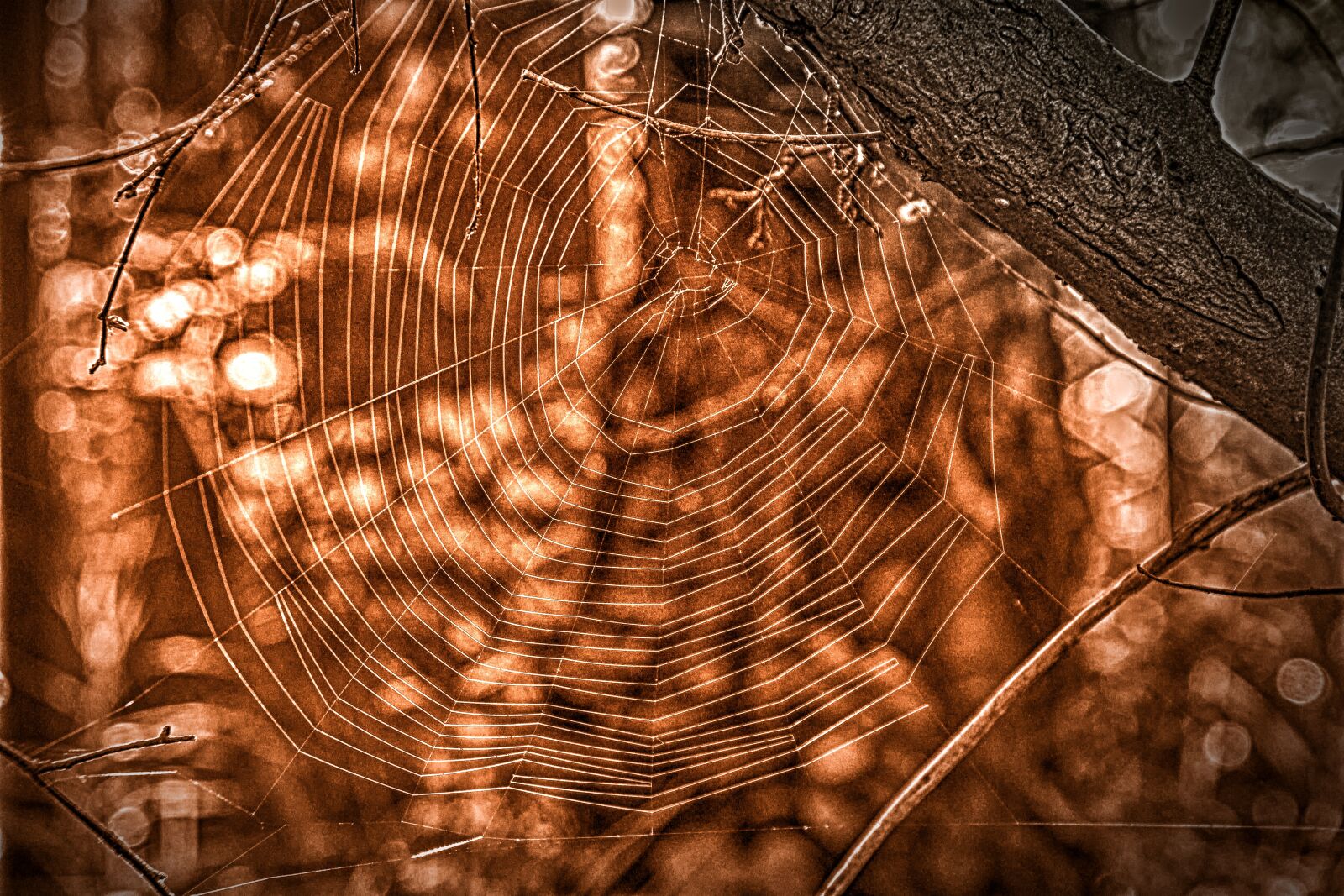 Canon EOS 60D sample photo. Cobweb, web, nature photography