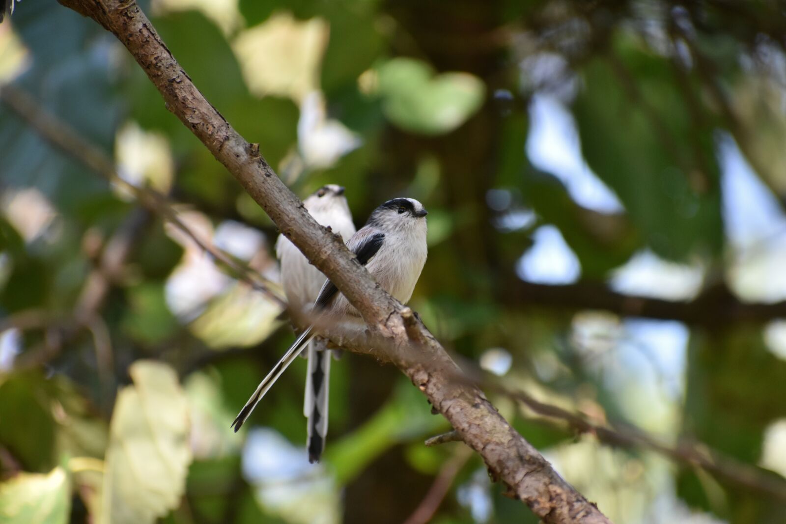 Nikon D7200 sample photo. Animal, forest, wood photography
