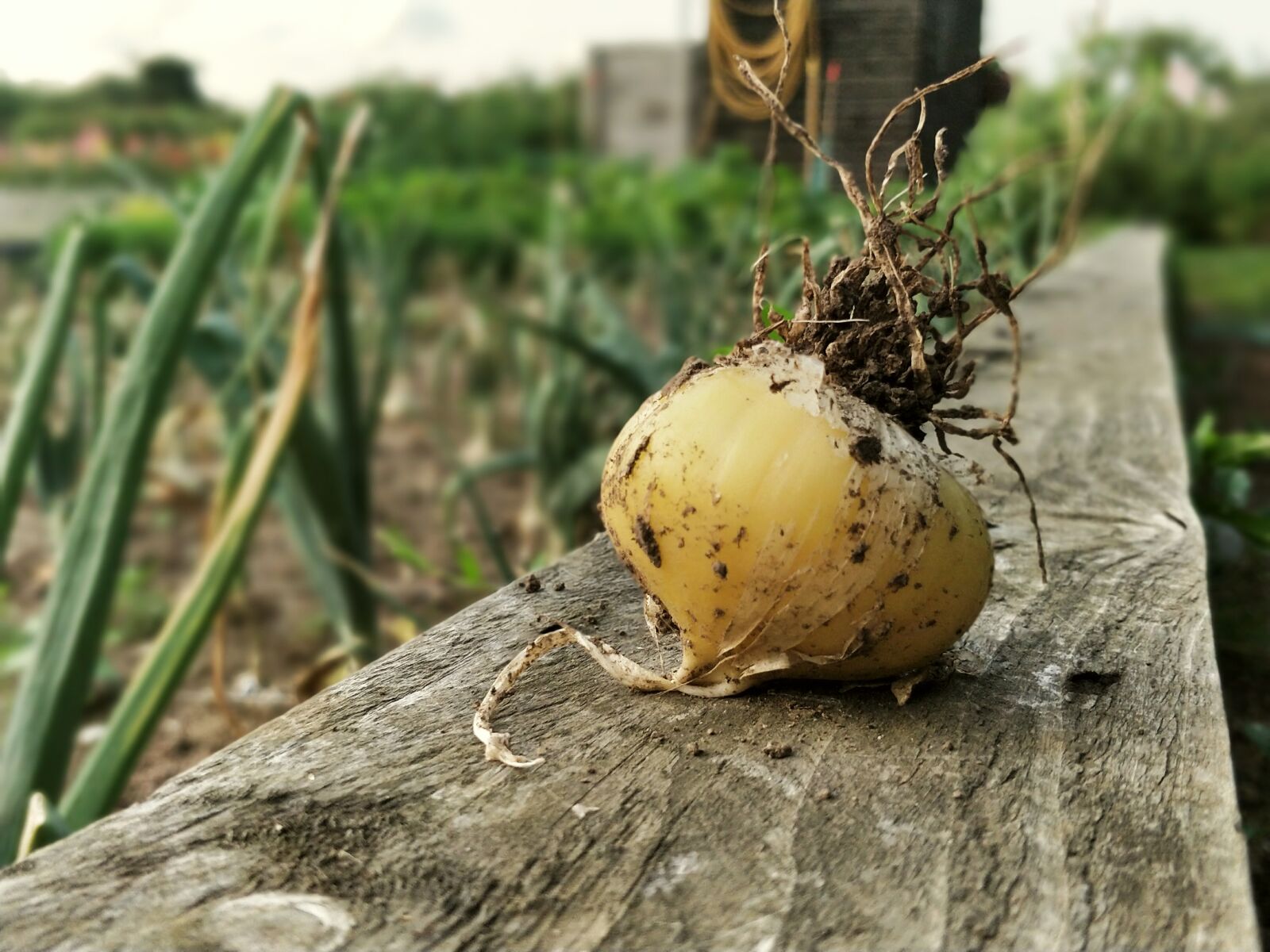 OnePlus 5 sample photo. Onion, onions, vegetables photography
