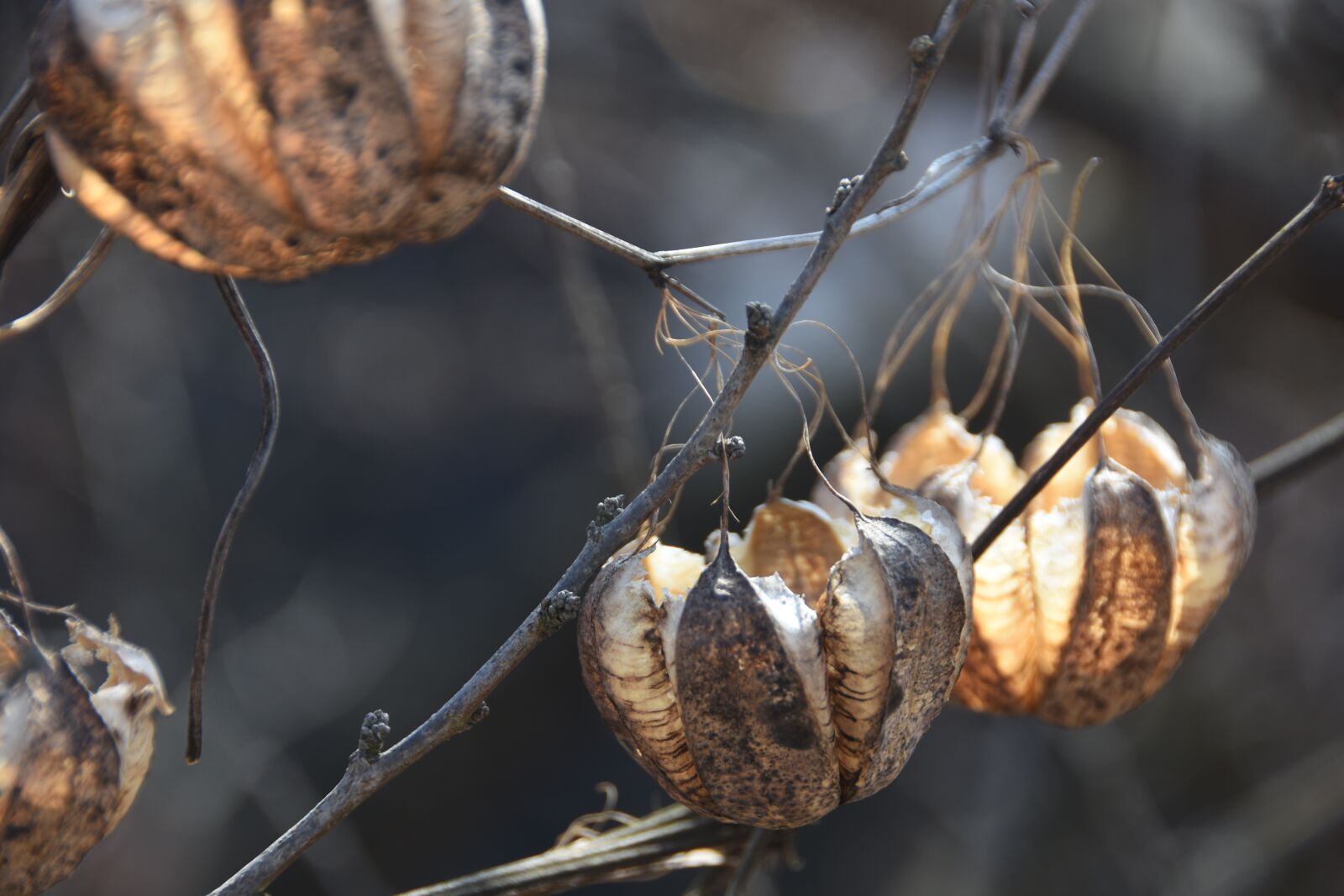 Nikon D7200 sample photo. Fruit, winter, nature photography