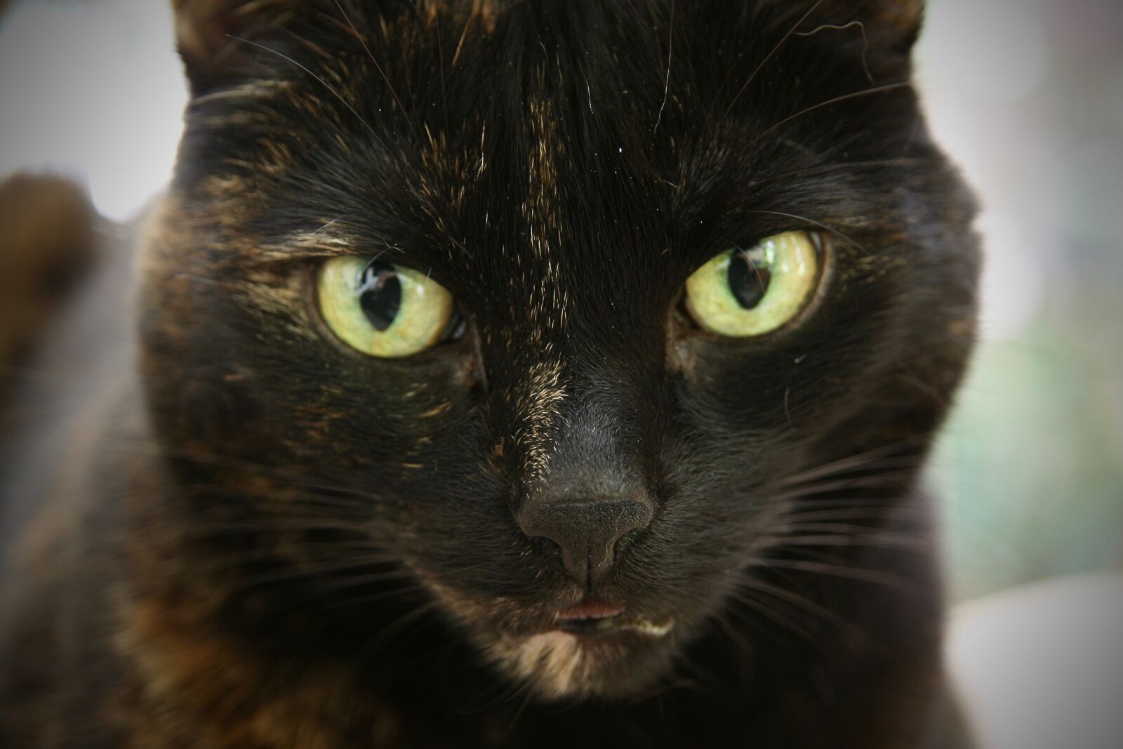 Canon EOS 400D (EOS Digital Rebel XTi / EOS Kiss Digital X) sample photo. Cat, pet, tortoise shell photography