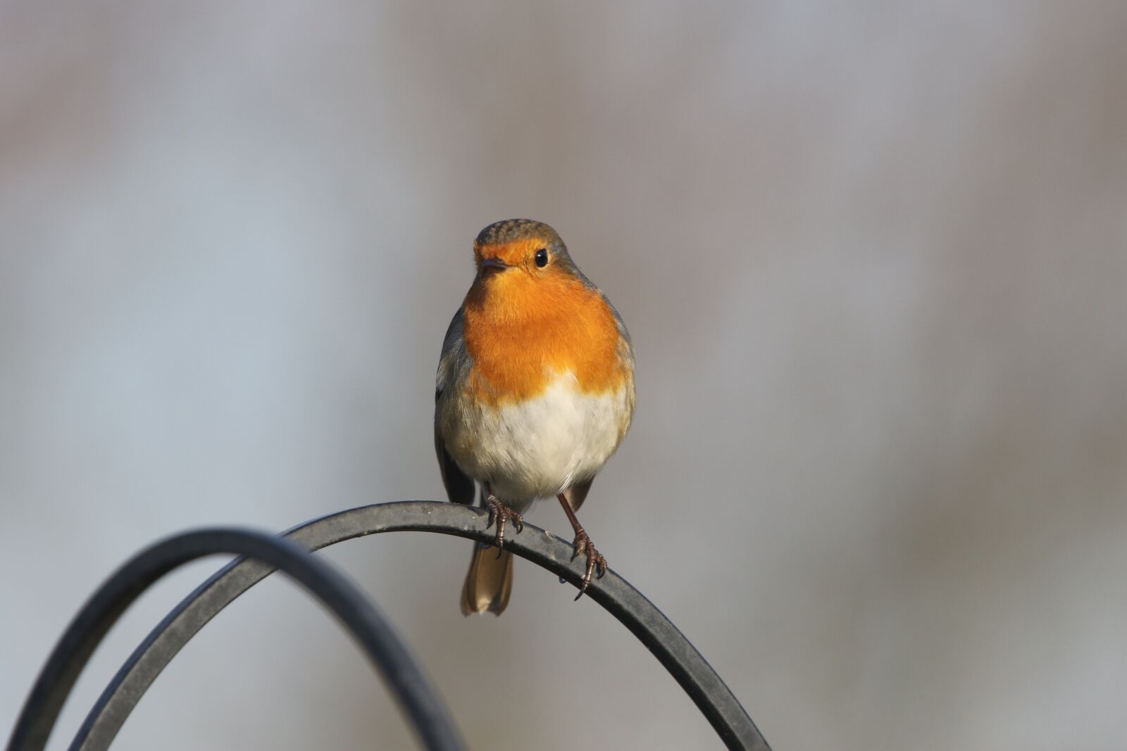 150-600mm F5-6.3 DG OS HSM | Contemporary 015 sample photo. Robin redbreast, robin, close photography