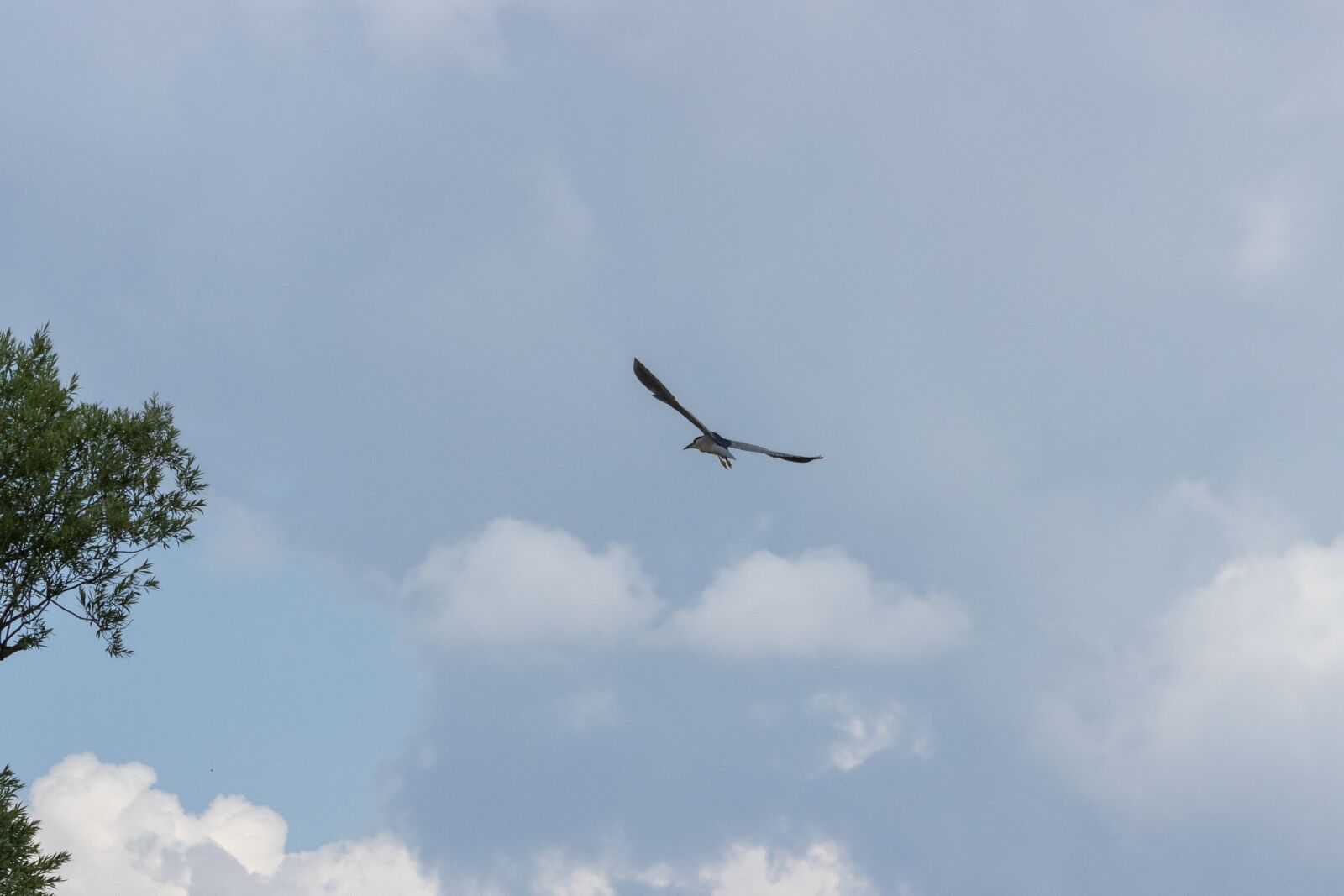 Canon EOS 1300D (EOS Rebel T6 / EOS Kiss X80) sample photo. Night heron, wader, bird photography