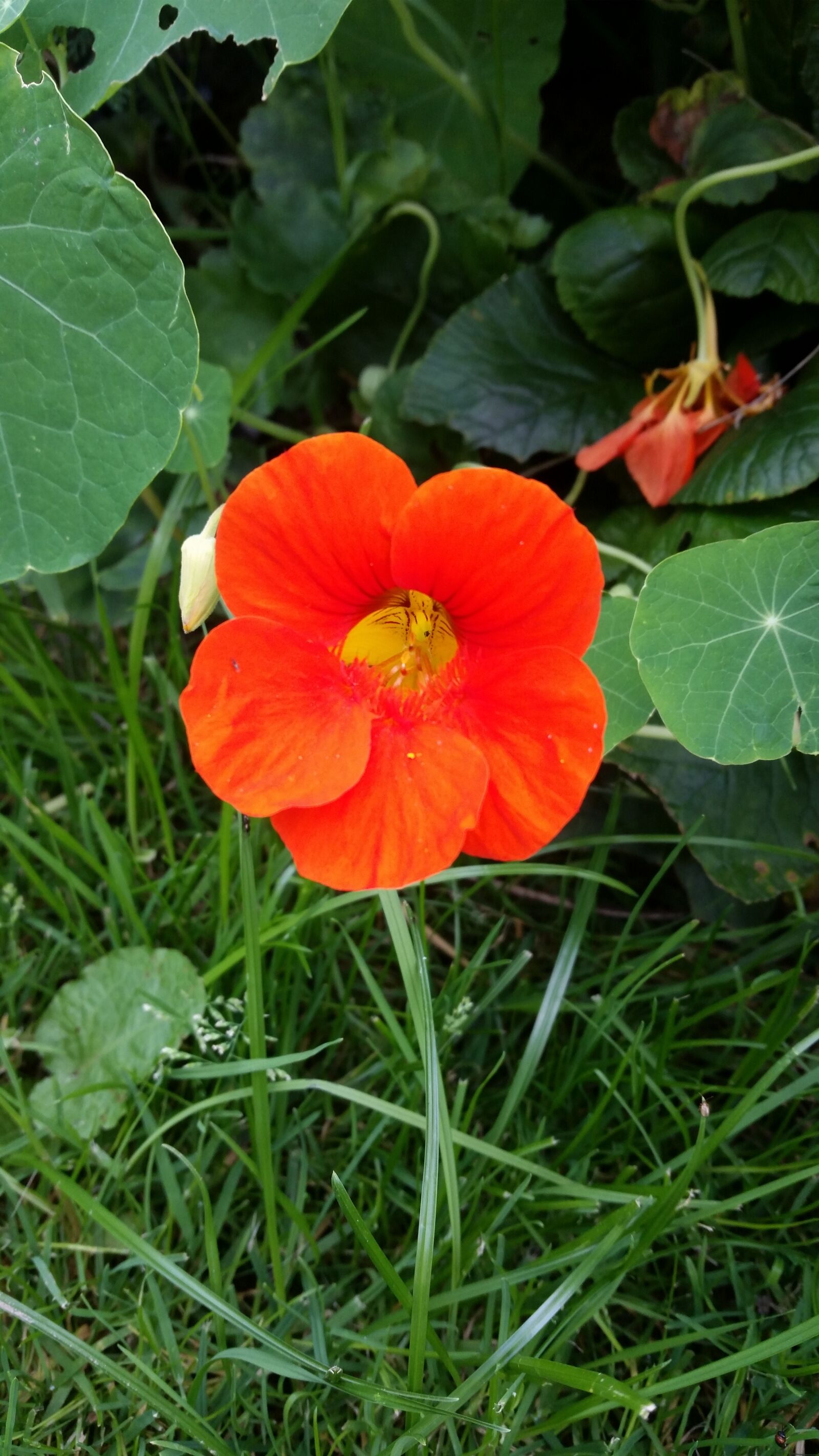 Samsung Galaxy S5 sample photo. Nasturtium, flower, blossom photography