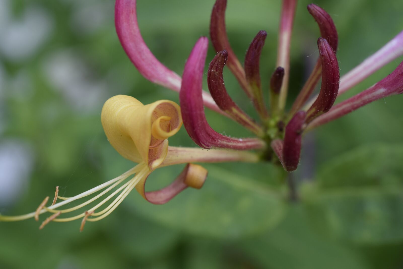 Nikon D3300 sample photo. Flower, honeysuckle, plant photography