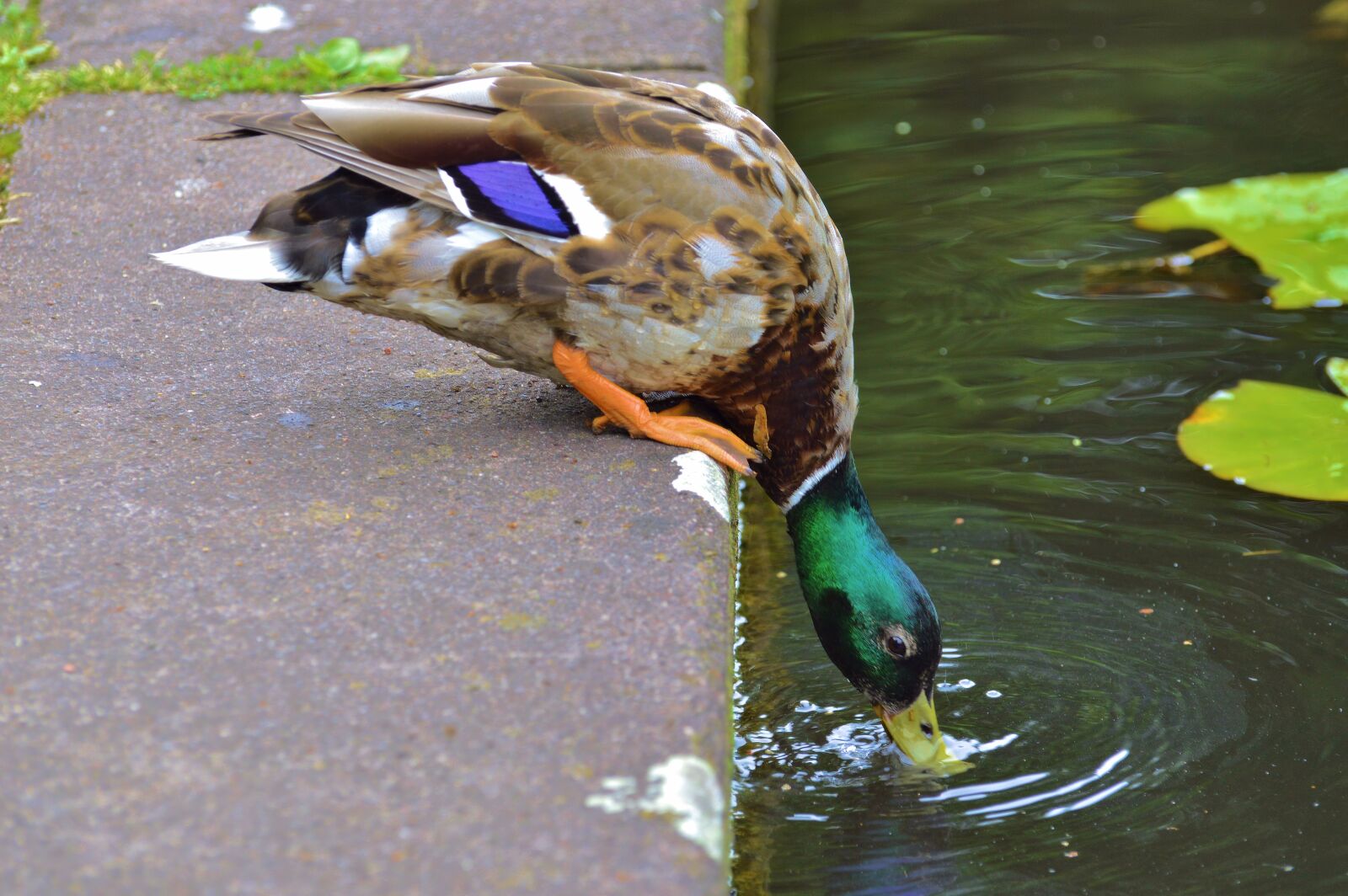Nikon D3200 sample photo. Duck, nature, bird photography