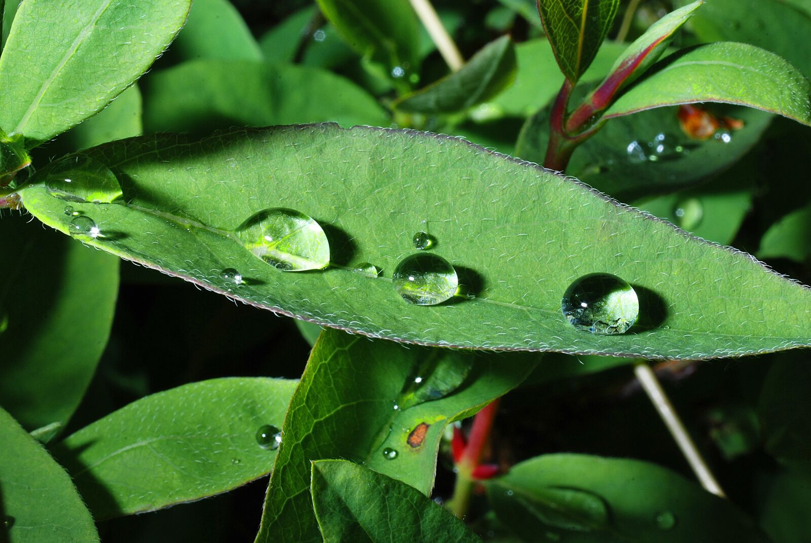 Nikon D80 sample photo. Drops, a drop of photography