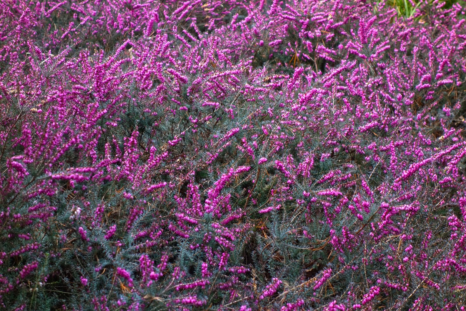 Sony Cyber-shot DSC-RX100 sample photo. Erica, flower, plant photography