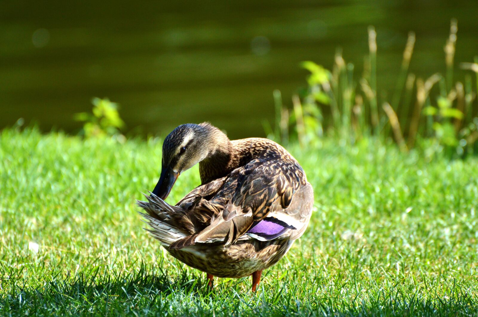 Nikon D3200 sample photo. Ducks, waterfowl, mallard photography