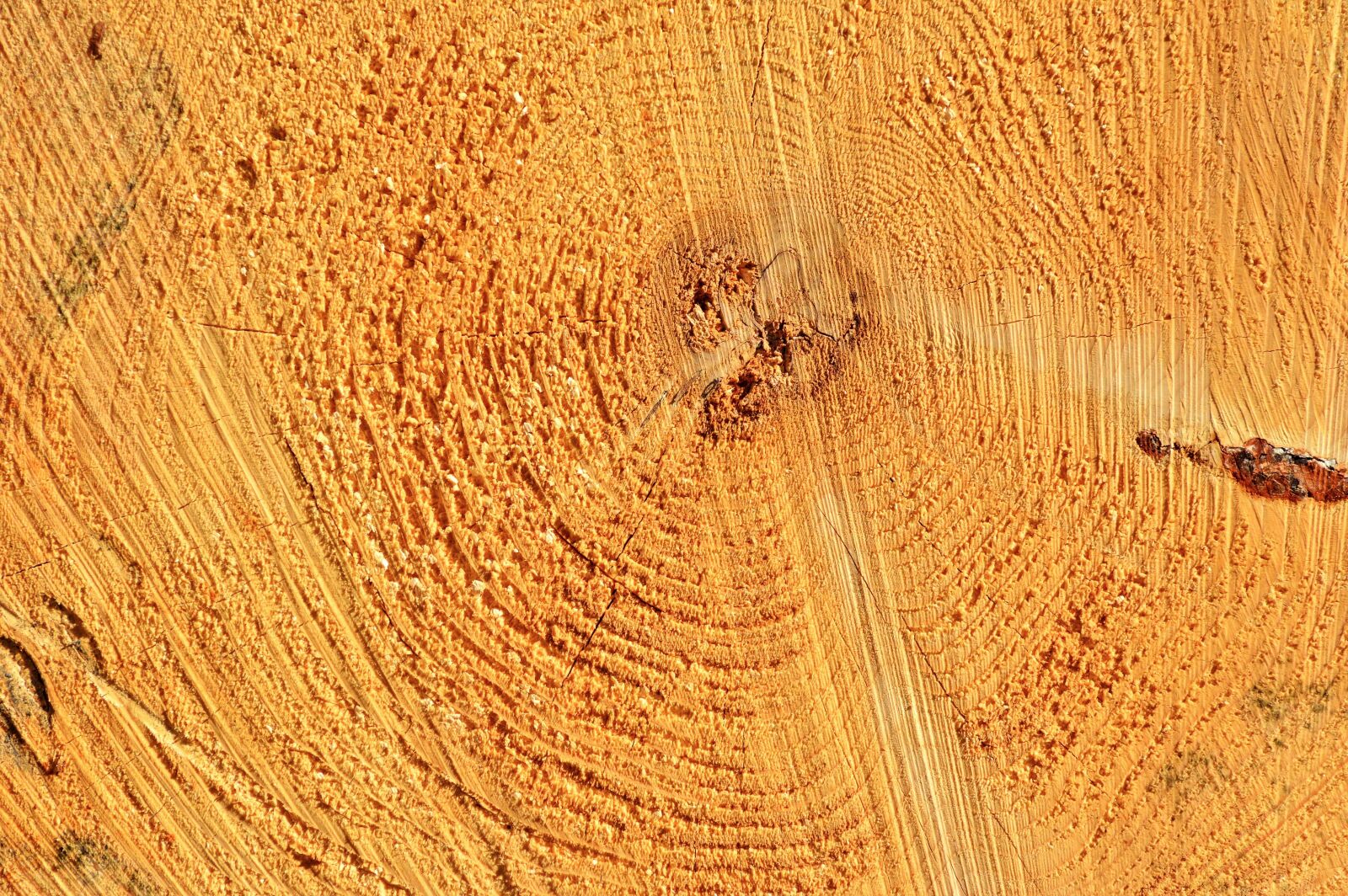 Nikon D3200 sample photo. Log, tribe, tree photography