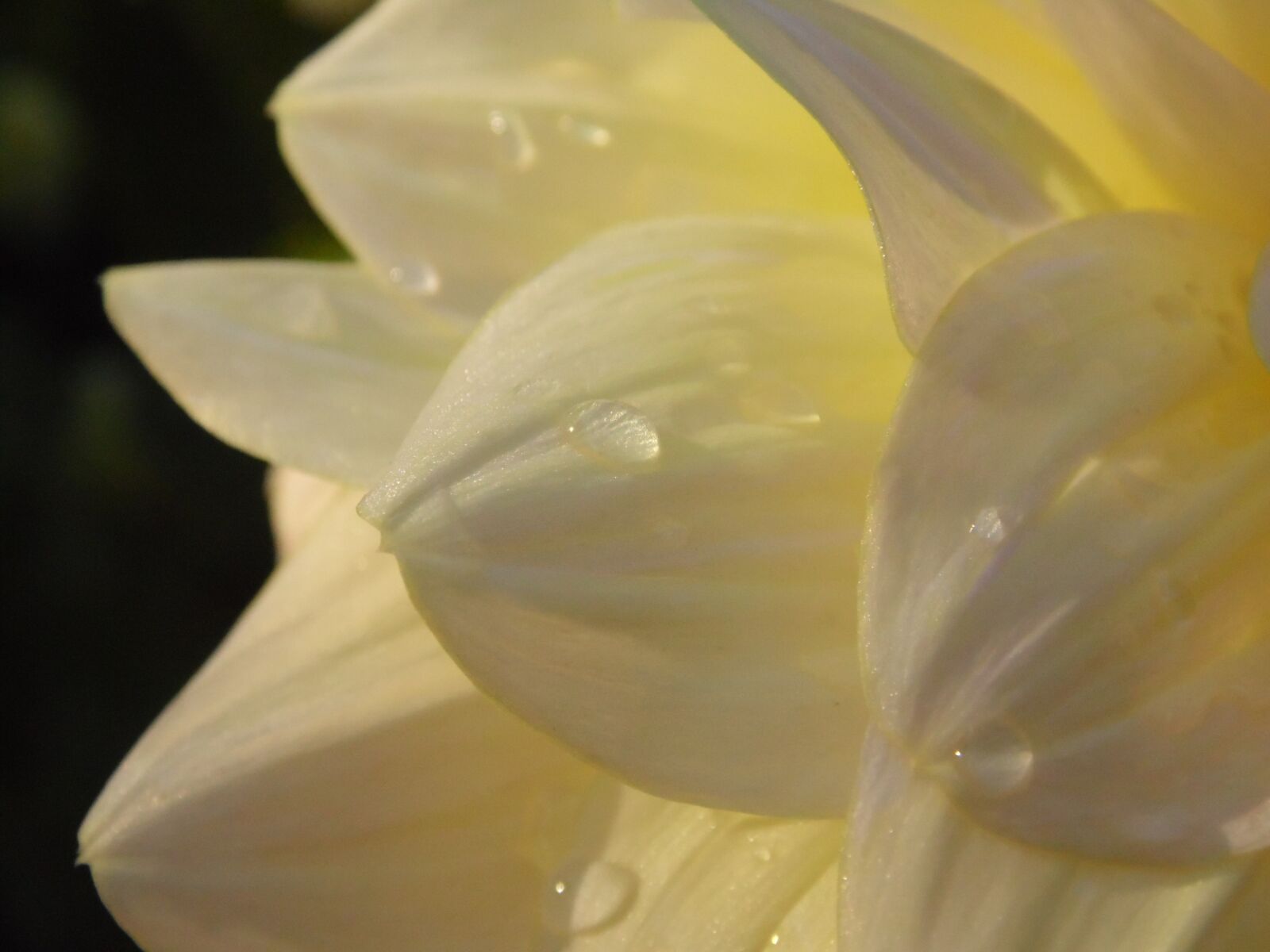 Samsung WB100/  WB101 sample photo. Dahlia, dahlias, autumn photography