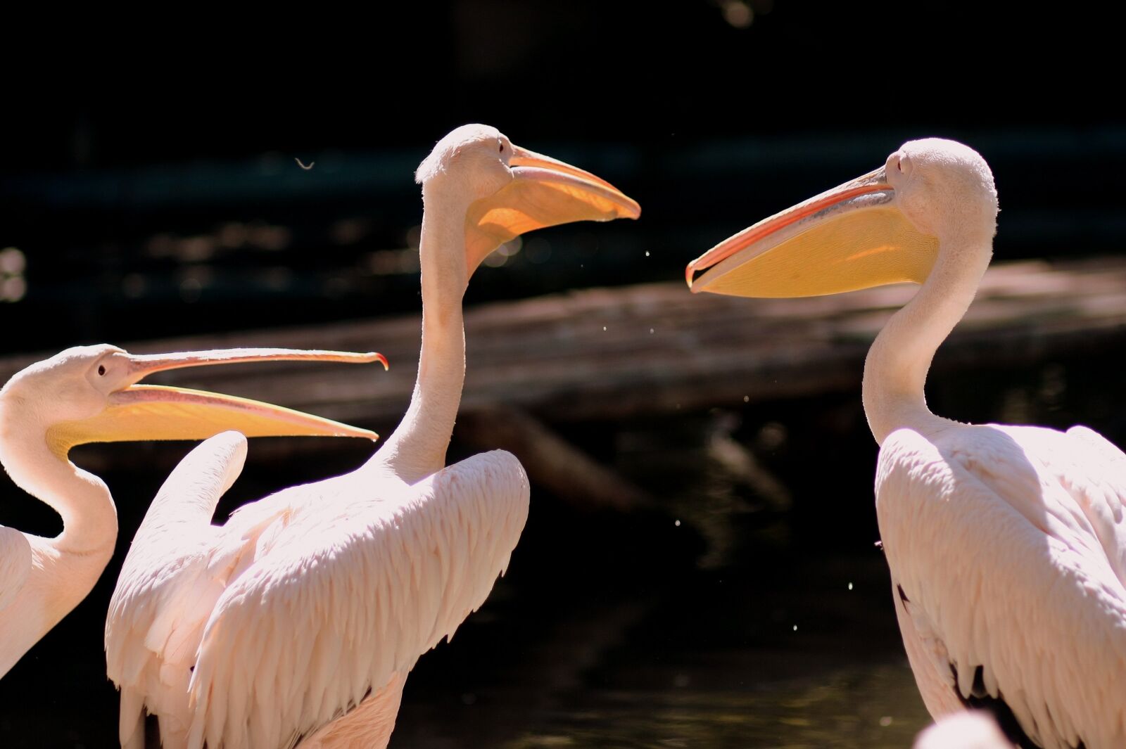 Canon EOS 450D (EOS Rebel XSi / EOS Kiss X2) sample photo. Pelican, birds, three photography