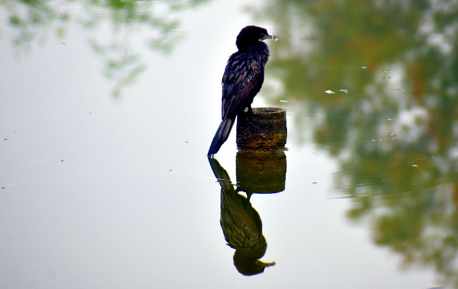 Nikon D5600 sample photo. Darter bird, anhinga, fishing photography
